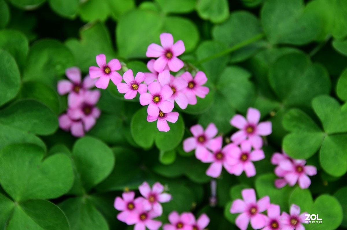 花卉系列【1990】