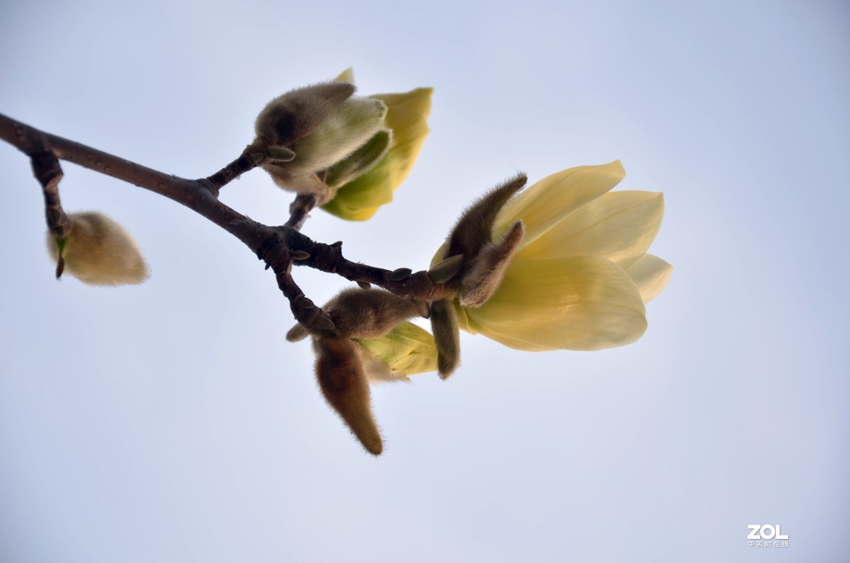怀念玉兰花开的日子