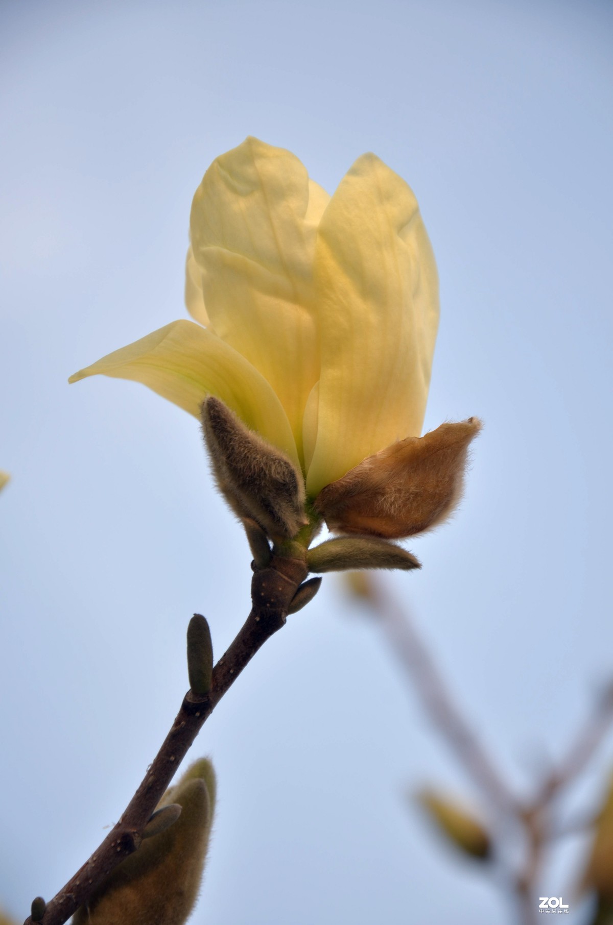 怀念玉兰花开的日子