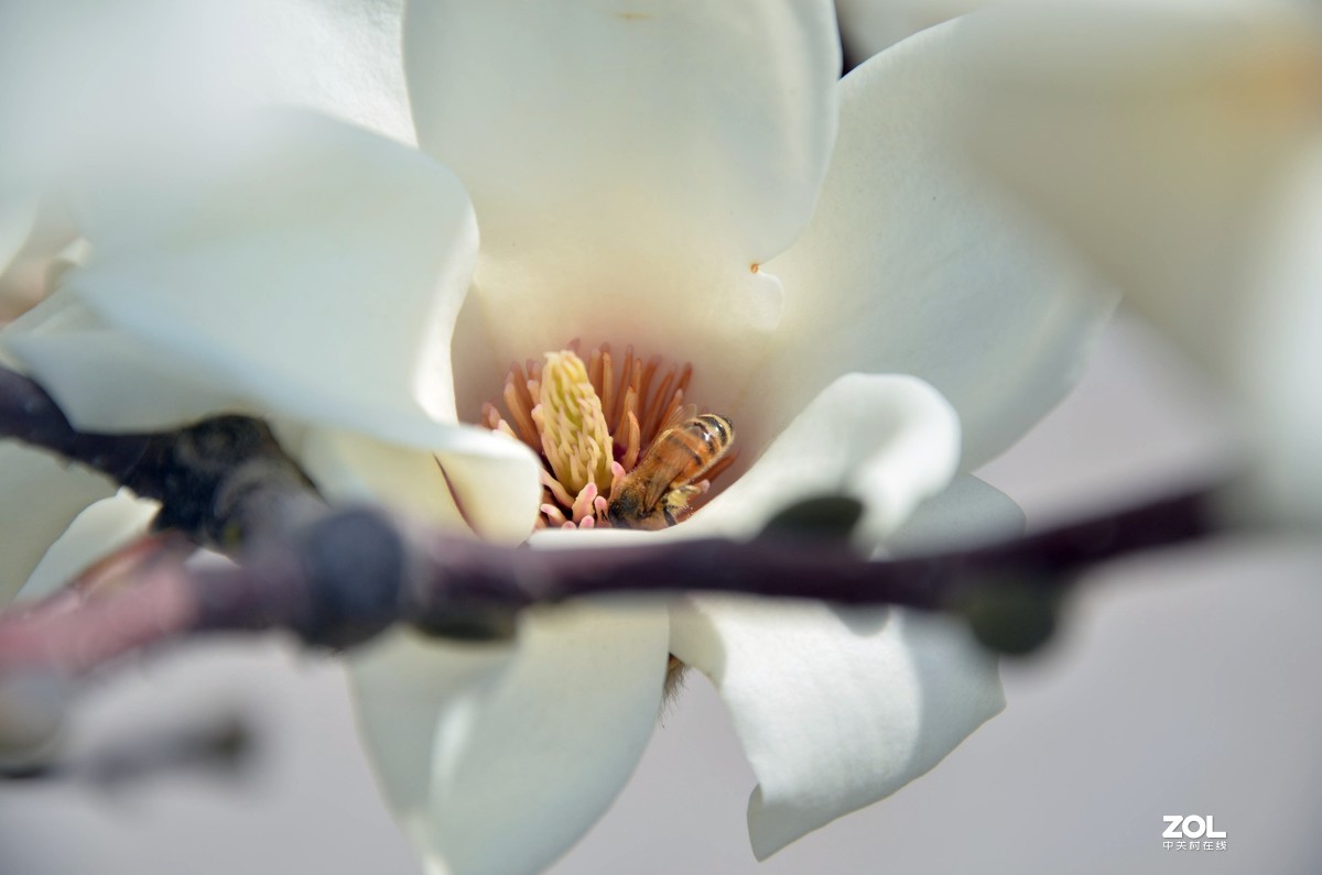 怀念玉兰花开的日子