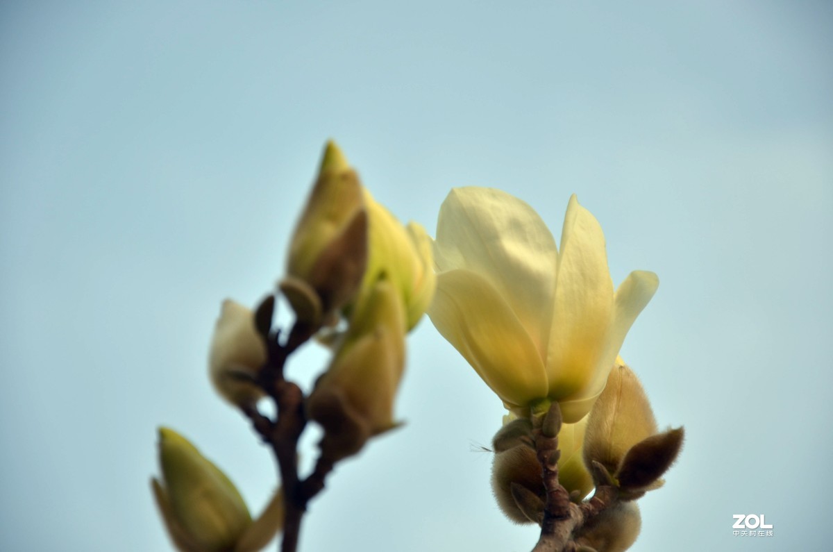 怀念玉兰花开的日子