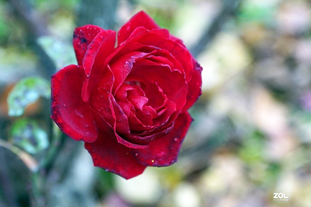 新西兰  水果小镇 克伦威尔