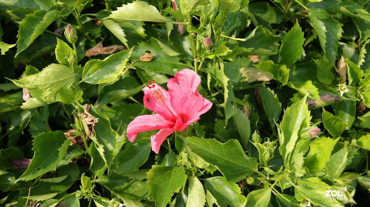 深圳湾公园之《奇花异草》