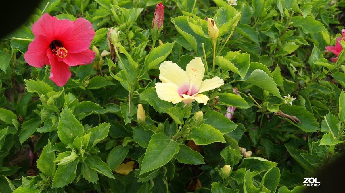 深圳湾公园之《奇花异草》
