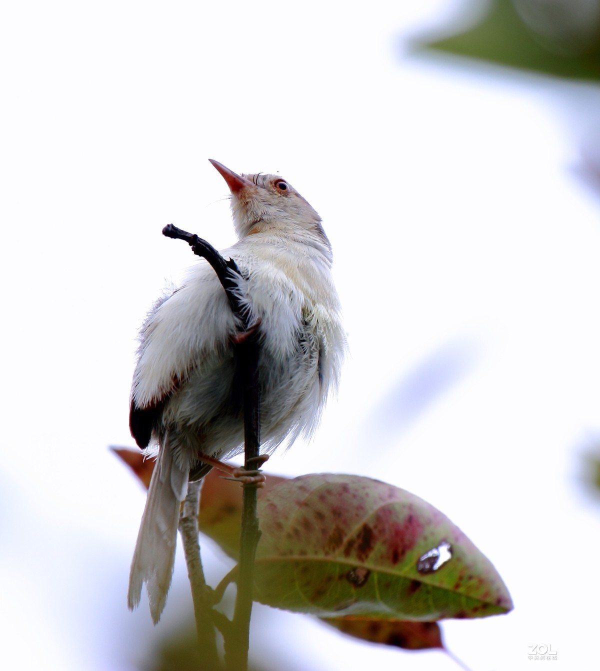鹪莺    尼康200---500MM 镜头， 等效焦距800MM，光圈5.6