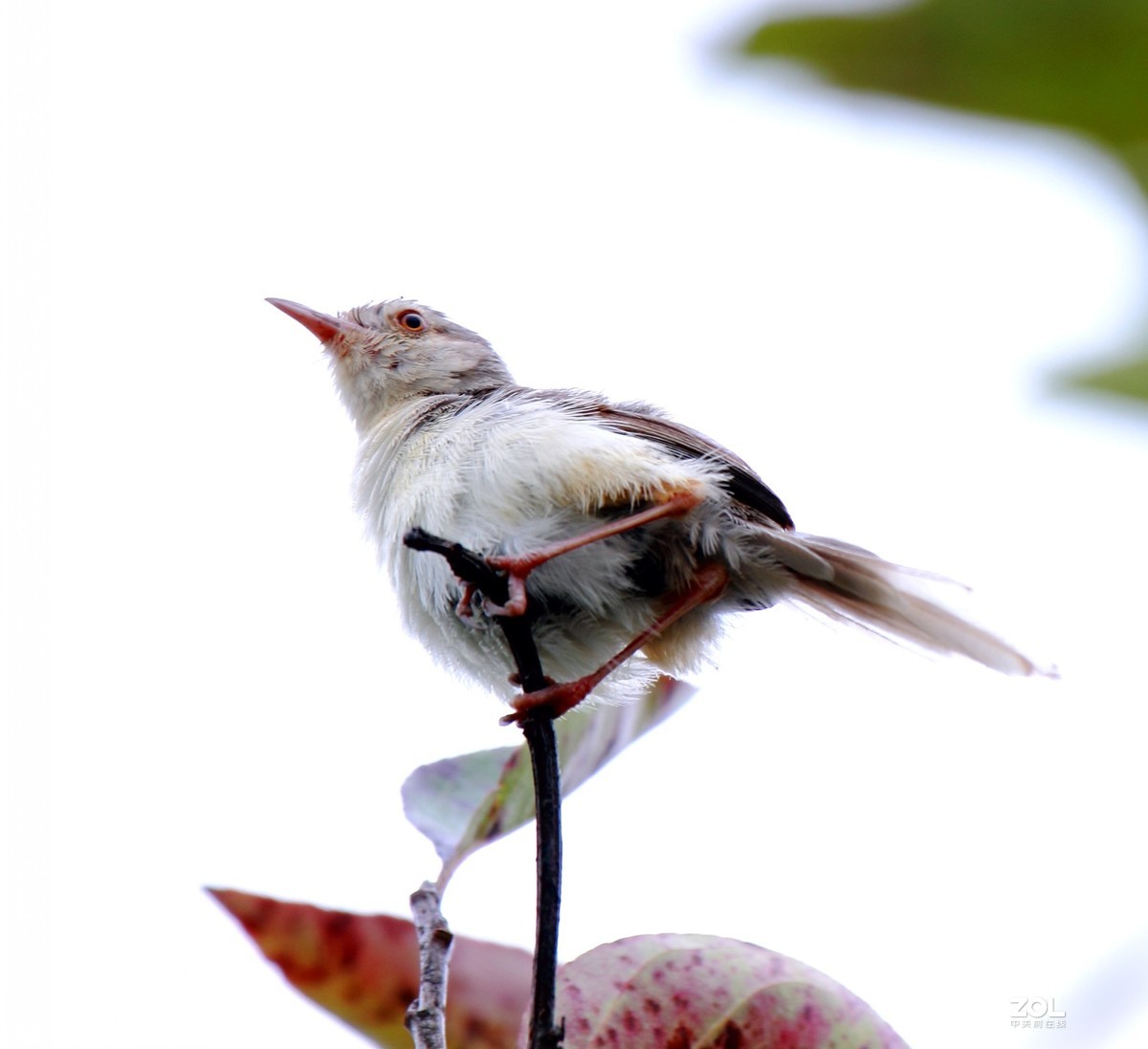 鹪莺    尼康200---500MM 镜头， 等效焦距800MM，光圈5.6