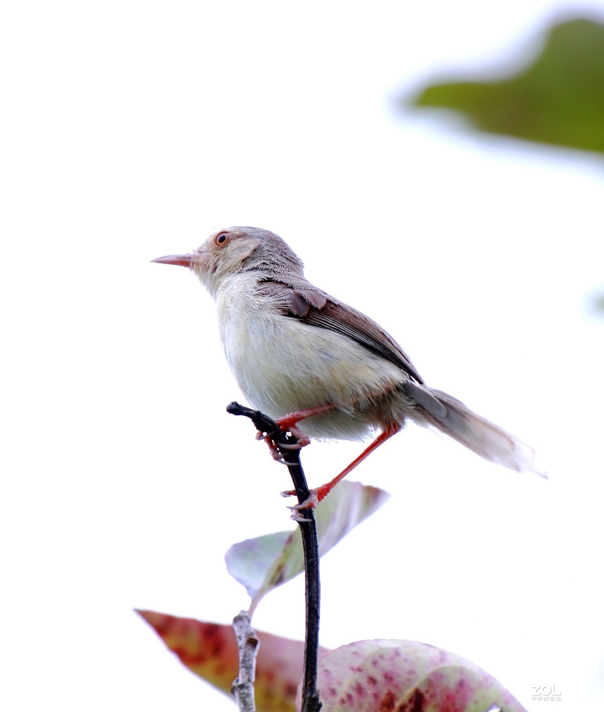 鹪莺    尼康200---500MM 镜头， 等效焦距800MM，光圈5.6