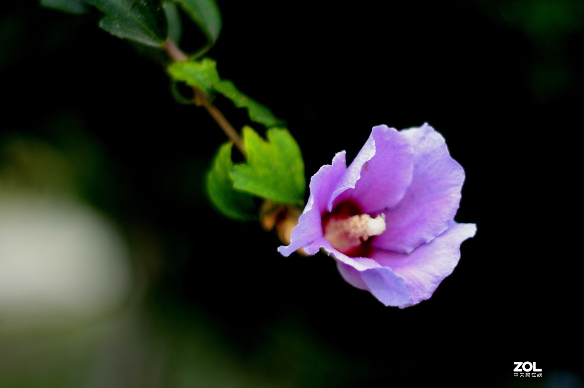 D3200+永诺50  f/1.8试镜