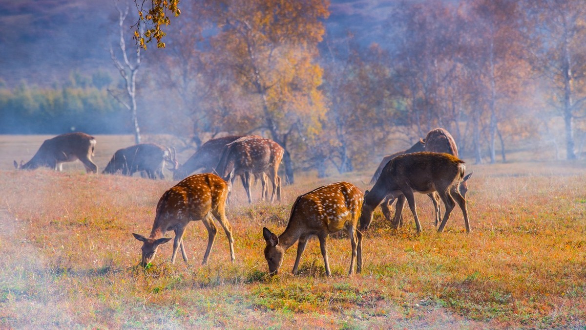 克什克腾旗的秋坝上鹿群