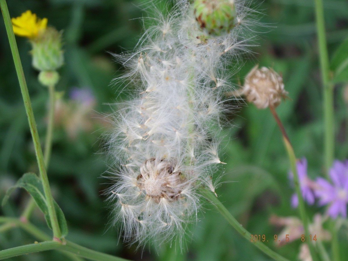 很久没有拍了 传到手机上然后在传到电脑星空(中国)里都忘记了不知道怎么拍了