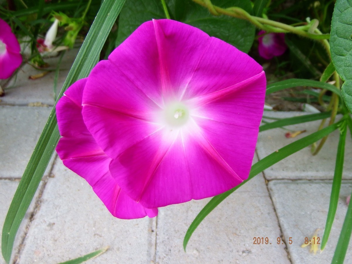 很久没有拍了 传到手机上然后在传到电脑星空(中国)里都忘记了不知道怎么拍了