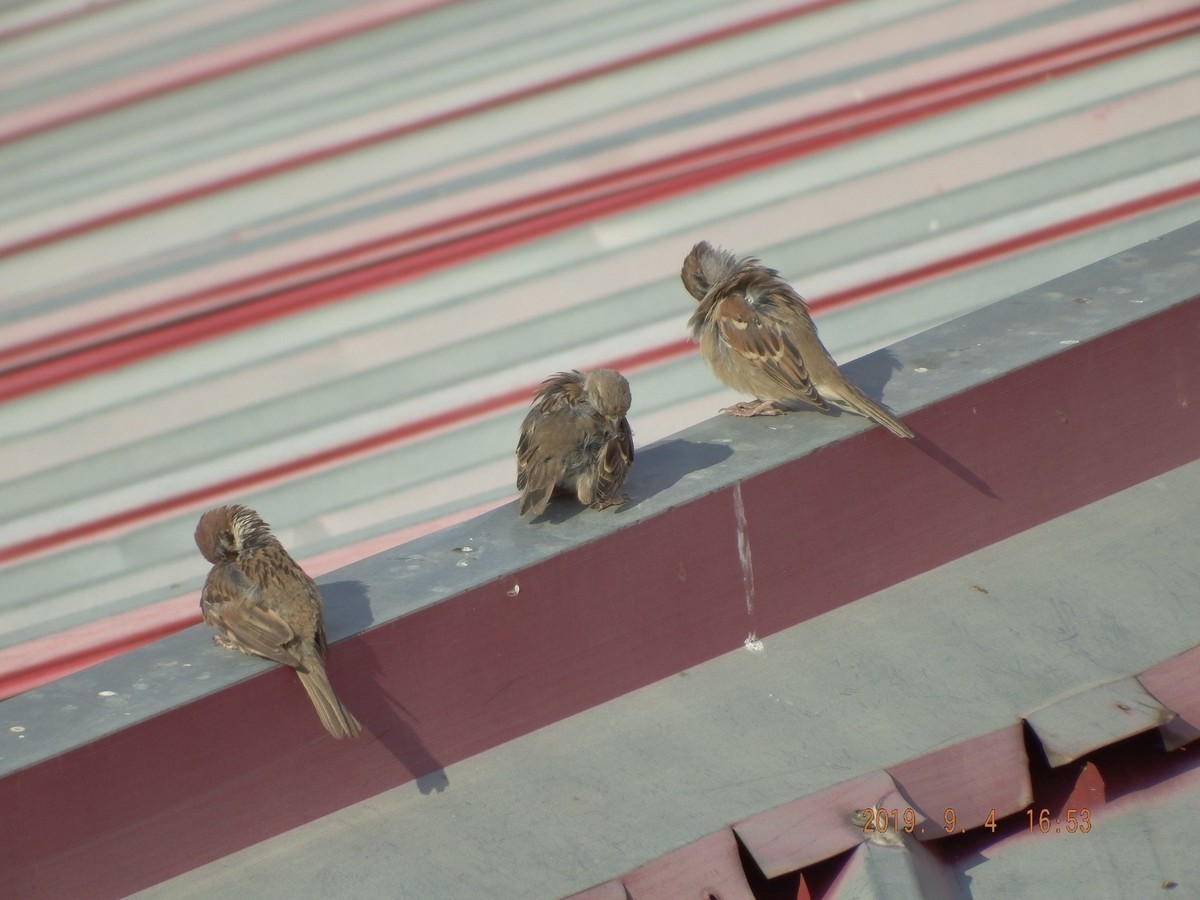 很久没有拍了 传到手机上然后在传到电脑星空(中国)里都忘记了不知道怎么拍了