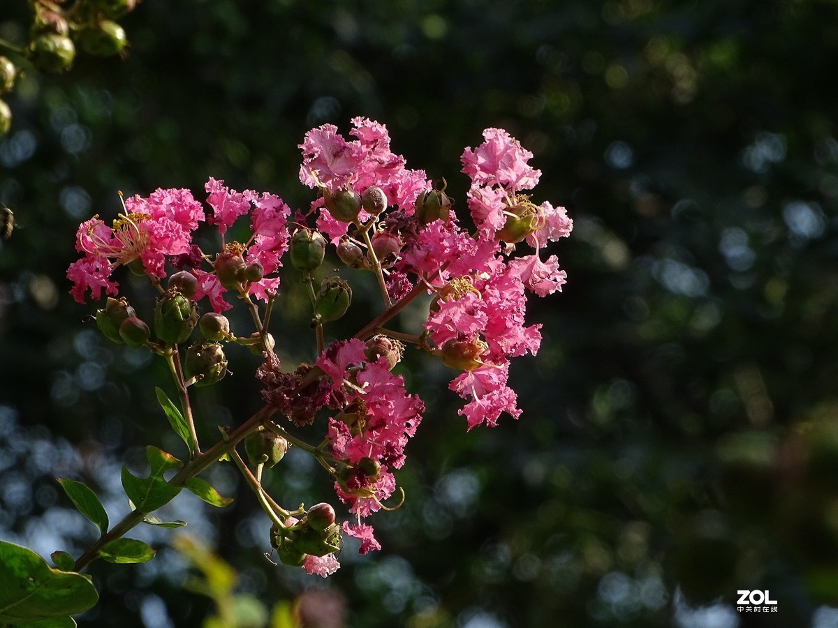紫薇花-5