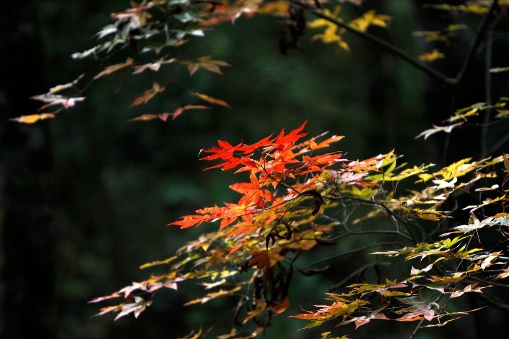 2019陕西省宝鸡市太白县大领子秋景