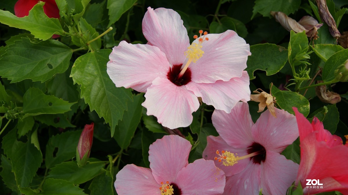 深圳湾公园之《奇花异草》