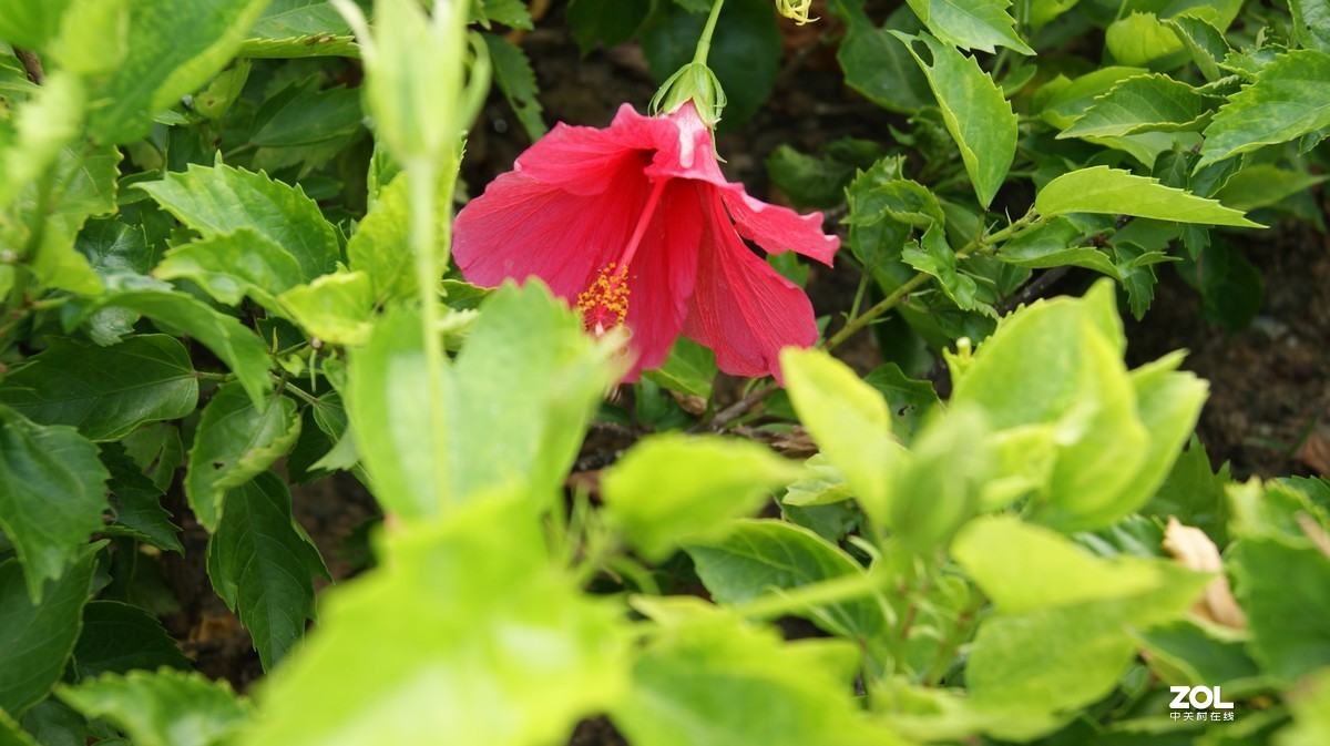 深圳湾公园之《奇花异草》