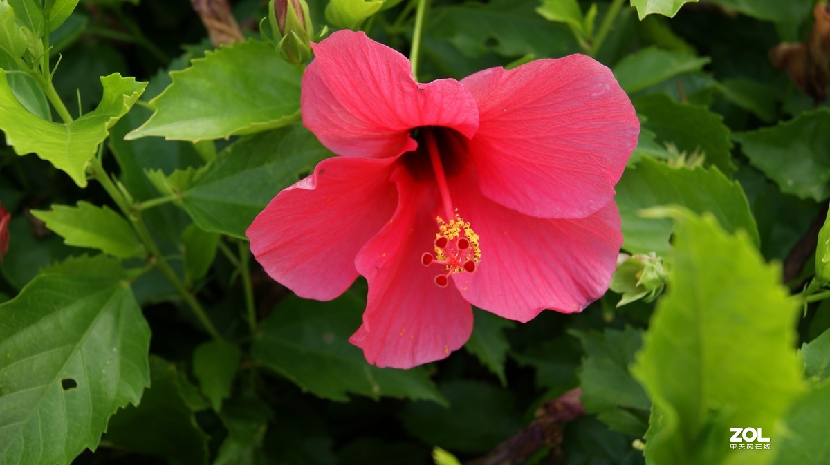 深圳湾公园之《奇花异草》