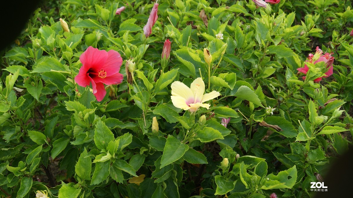 深圳湾公园之《奇花异草》