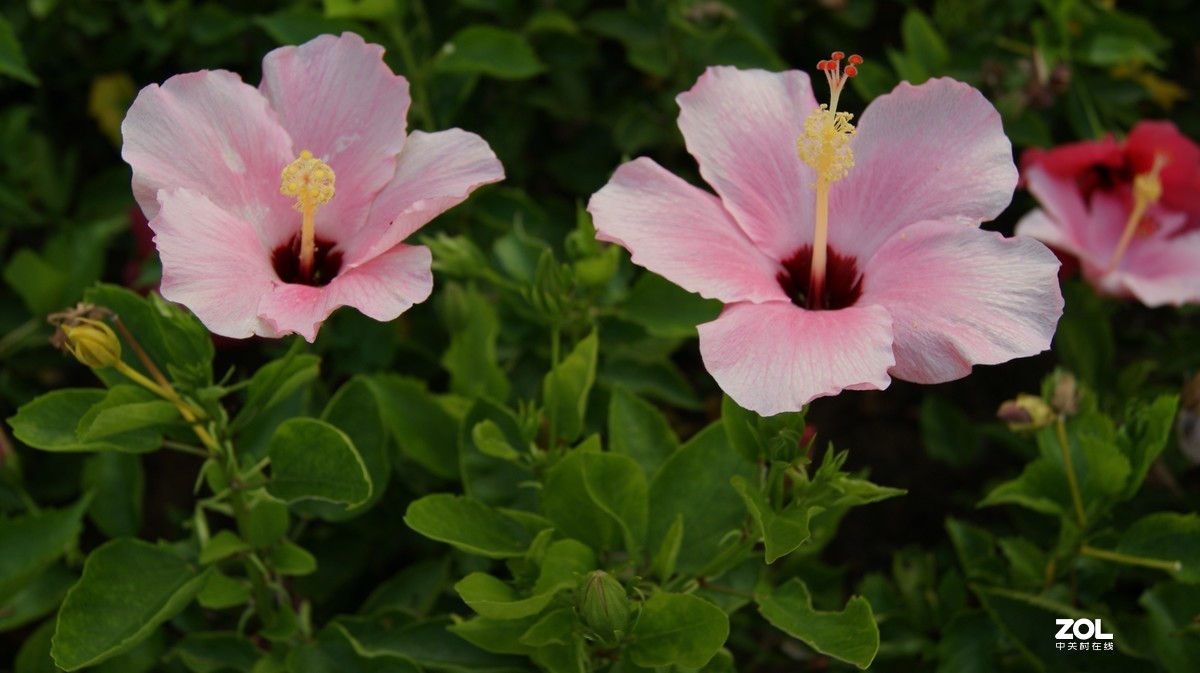 深圳湾公园之《奇花异草》