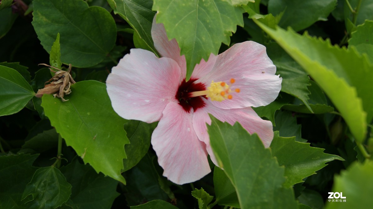 深圳湾公园之《奇花异草》