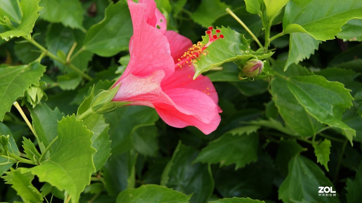 深圳湾公园之《奇花异草》