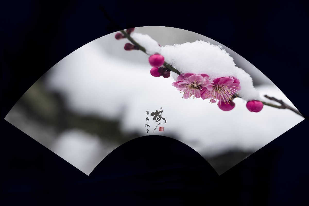 红梅傲雪