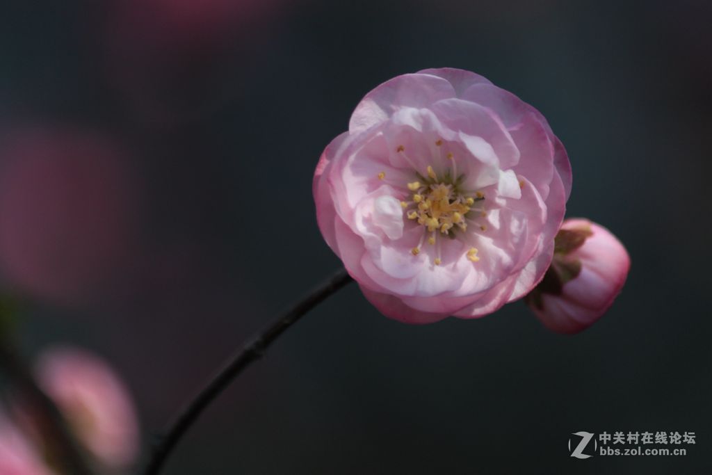 花香二
