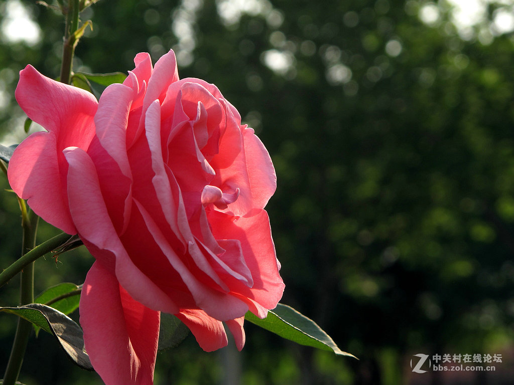 《用G12试拍月季》