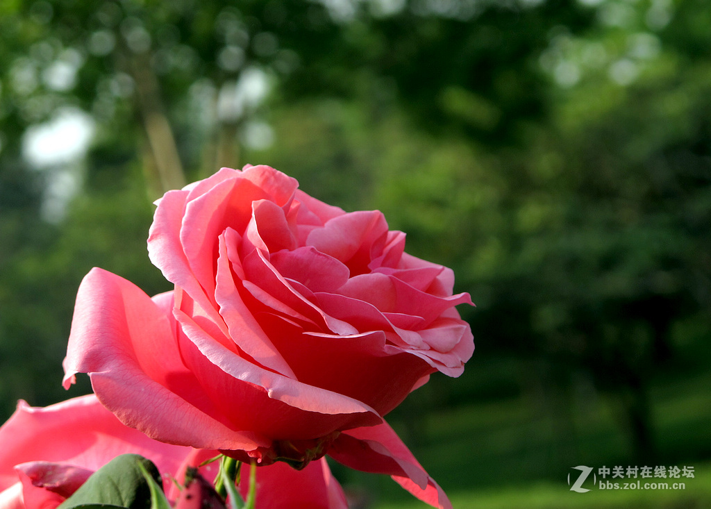 《用G12试拍月季》