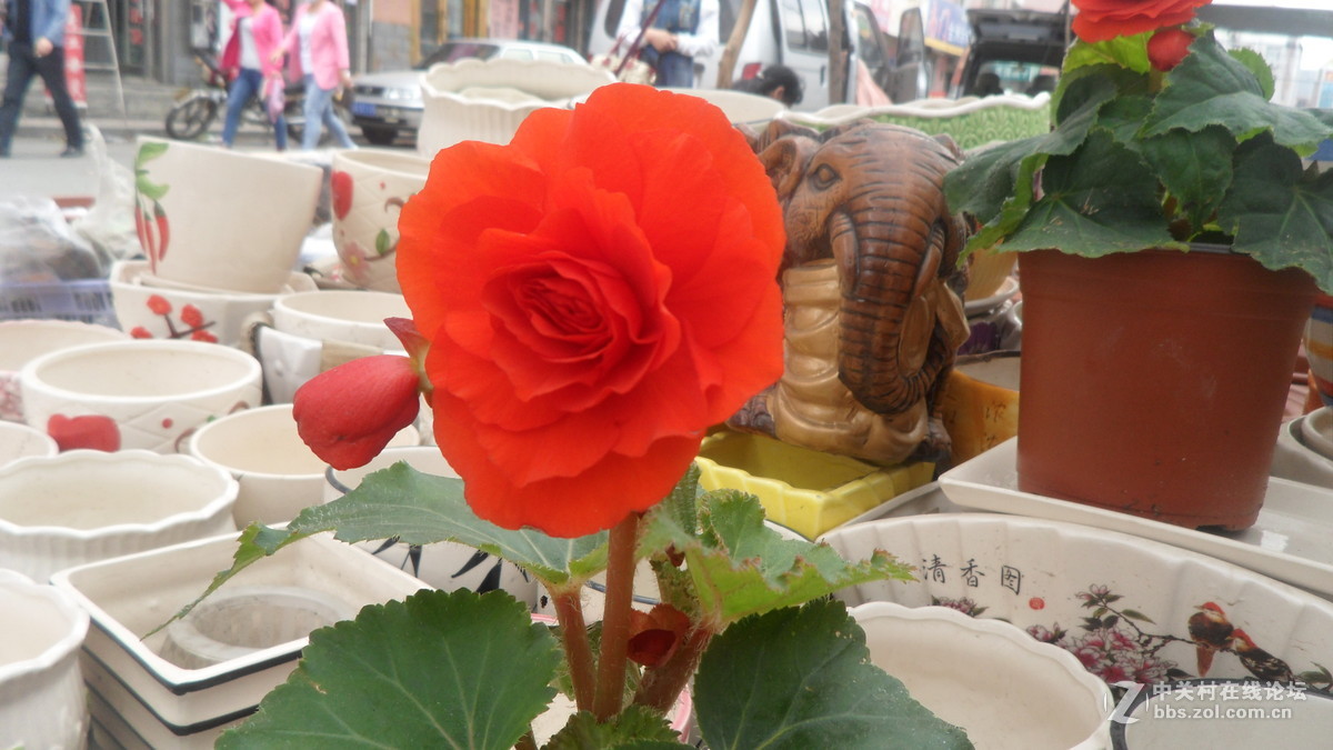 #我镜头下最美的花儿#——百媚千娇