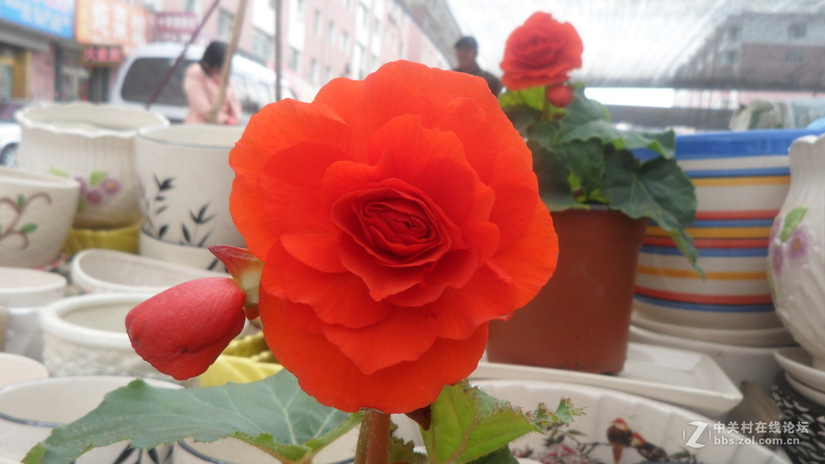 #我镜头下最美的花儿#——百媚千娇