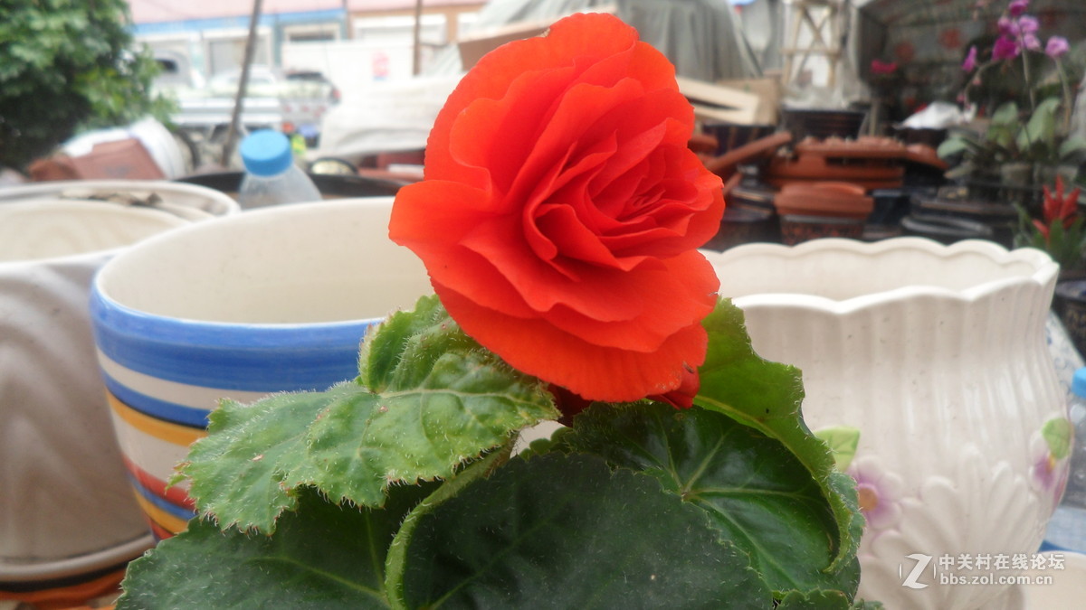 #我镜头下最美的花儿#——百媚千娇