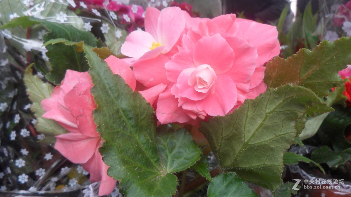 #我镜头下最美的花儿#——百媚千娇