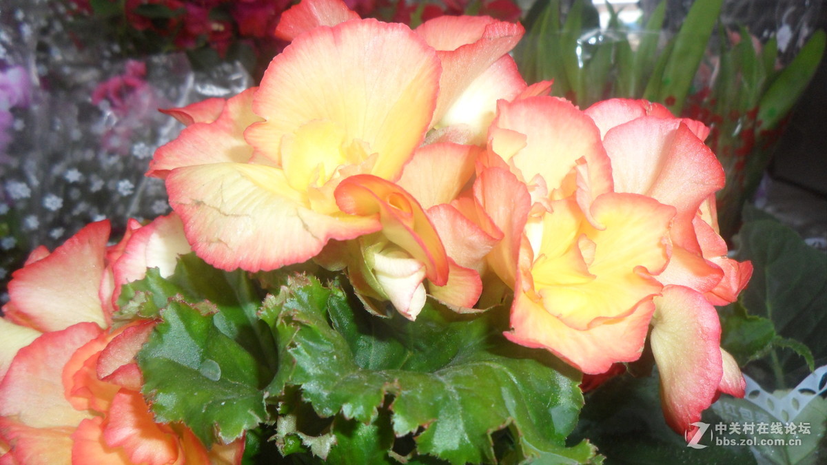 #我镜头下最美的花儿#——百媚千娇