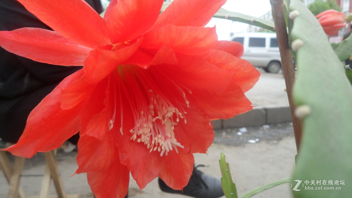 #我镜头下最美的花儿#——百媚千娇