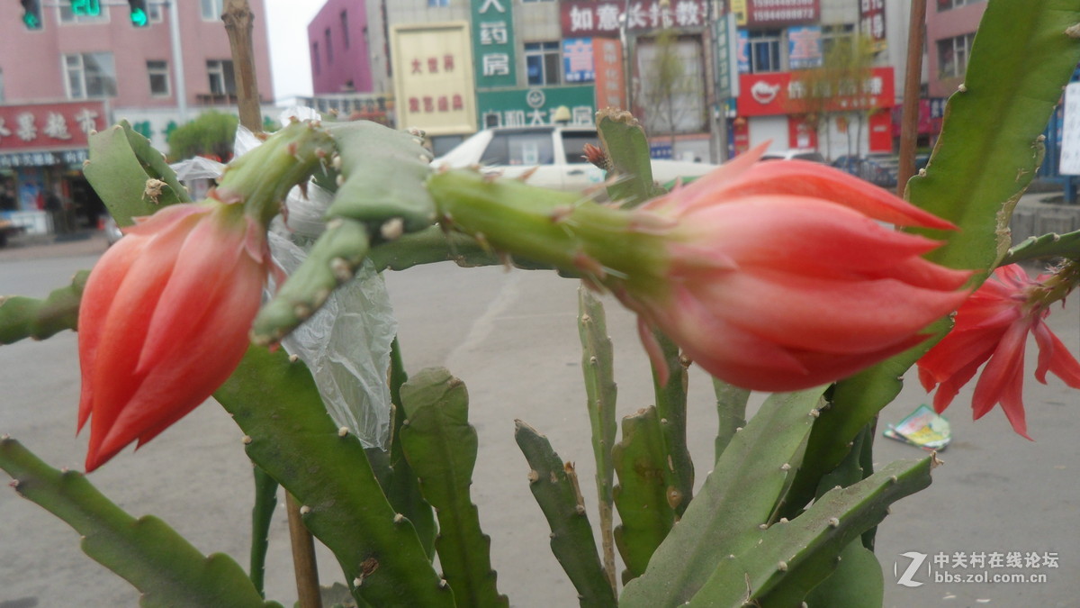 #我镜头下最美的花儿#——百媚千娇