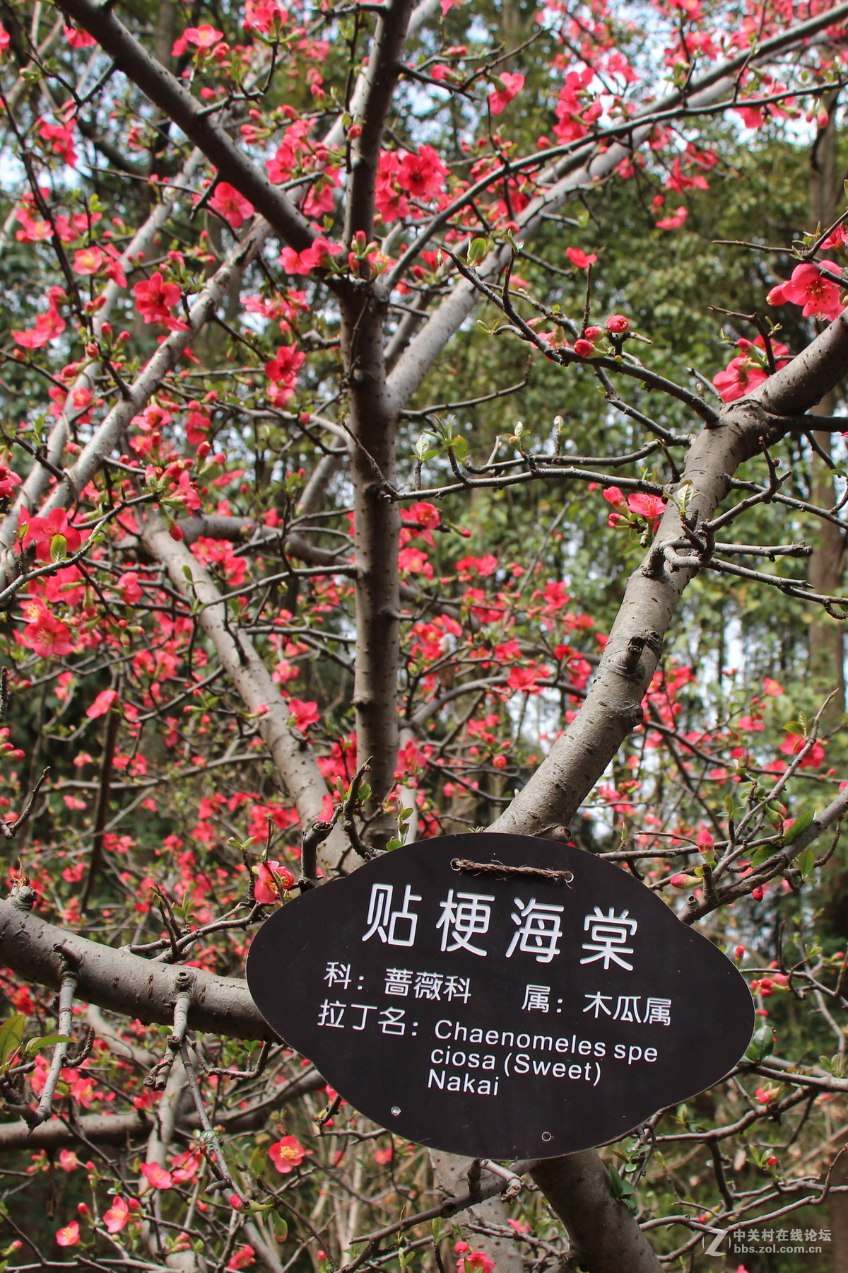 几张贴梗海棠