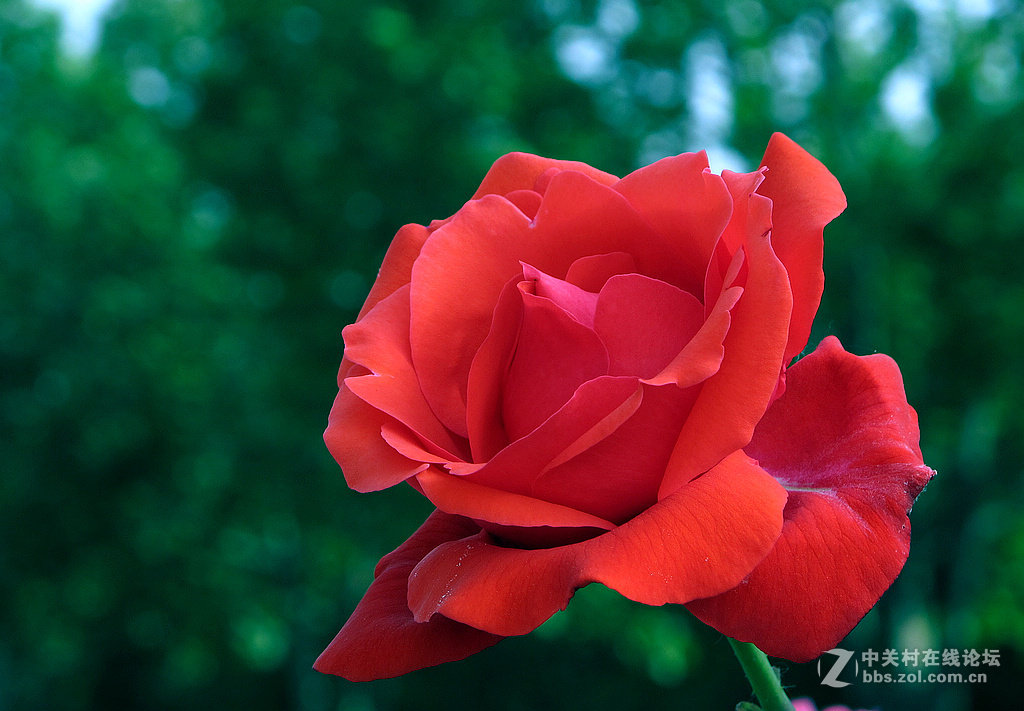 《用G12试拍月季》