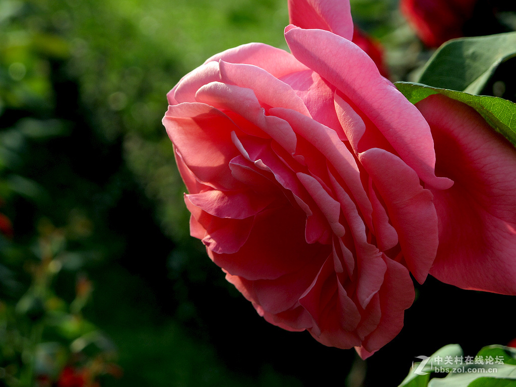 《用G12试拍月季》