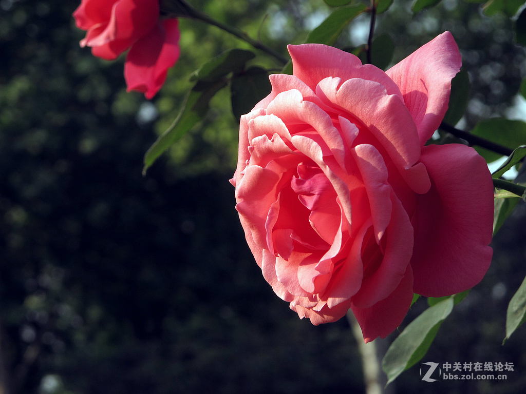 《用G12试拍月季》