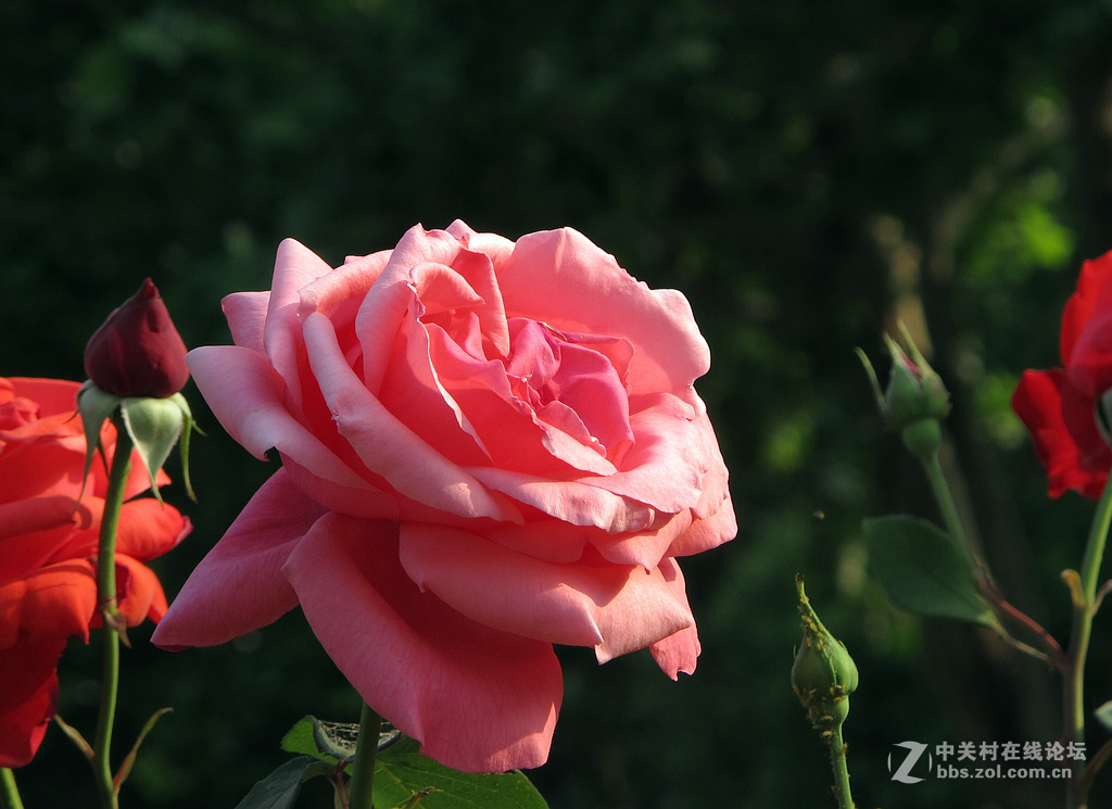 《用G12试拍月季》