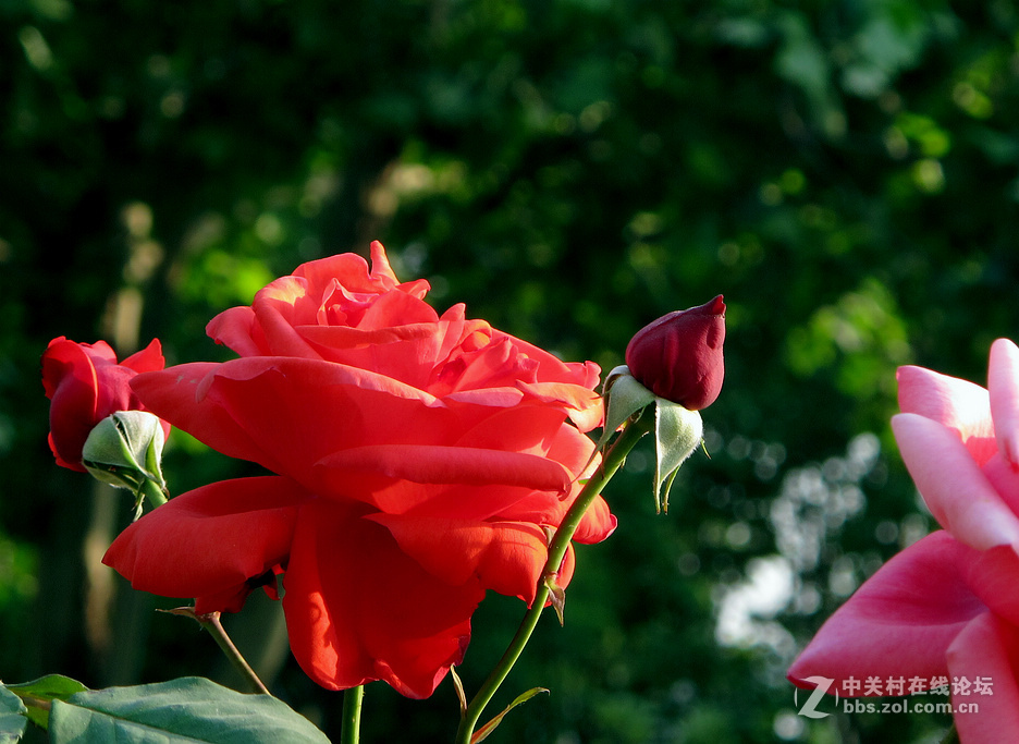 《用G12试拍月季》