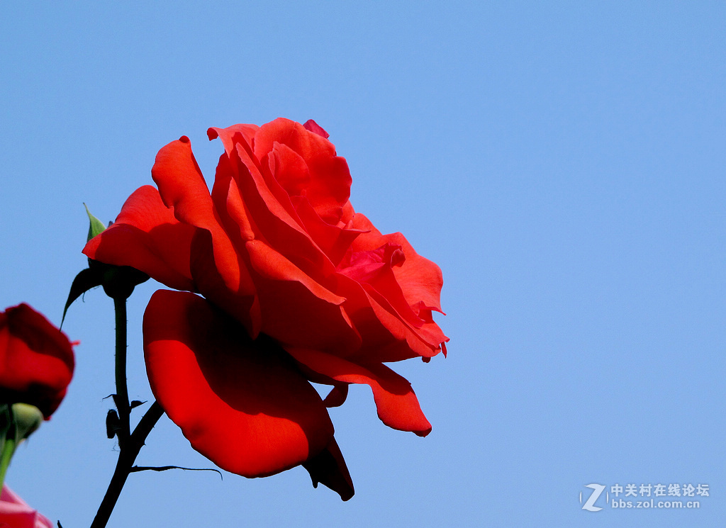 《用G12试拍月季》