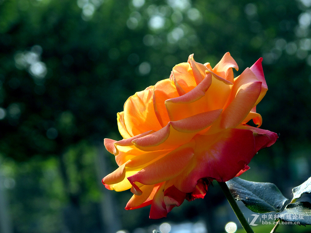 《用G12试拍月季》