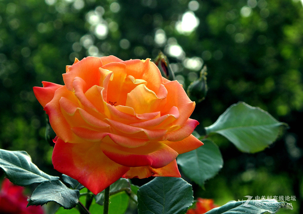 《用G12试拍月季》