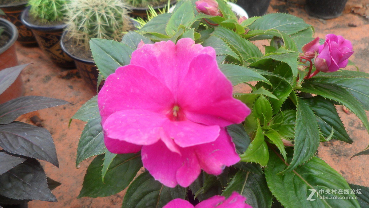 #我镜头下最美的花儿#——百媚千娇