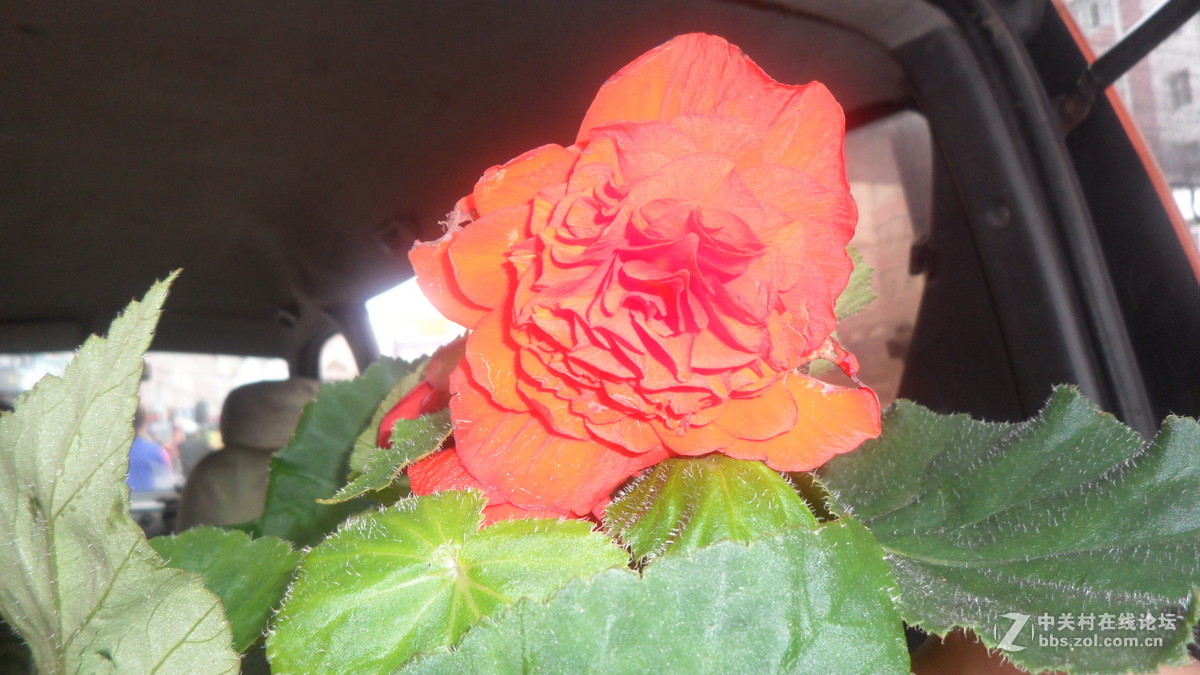 #我镜头下最美的花儿#——百媚千娇