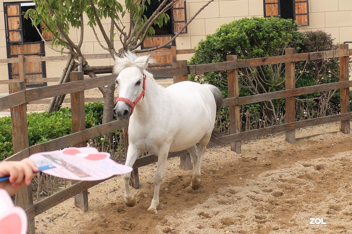 可爱的小白马摄于爱琴海购物公园