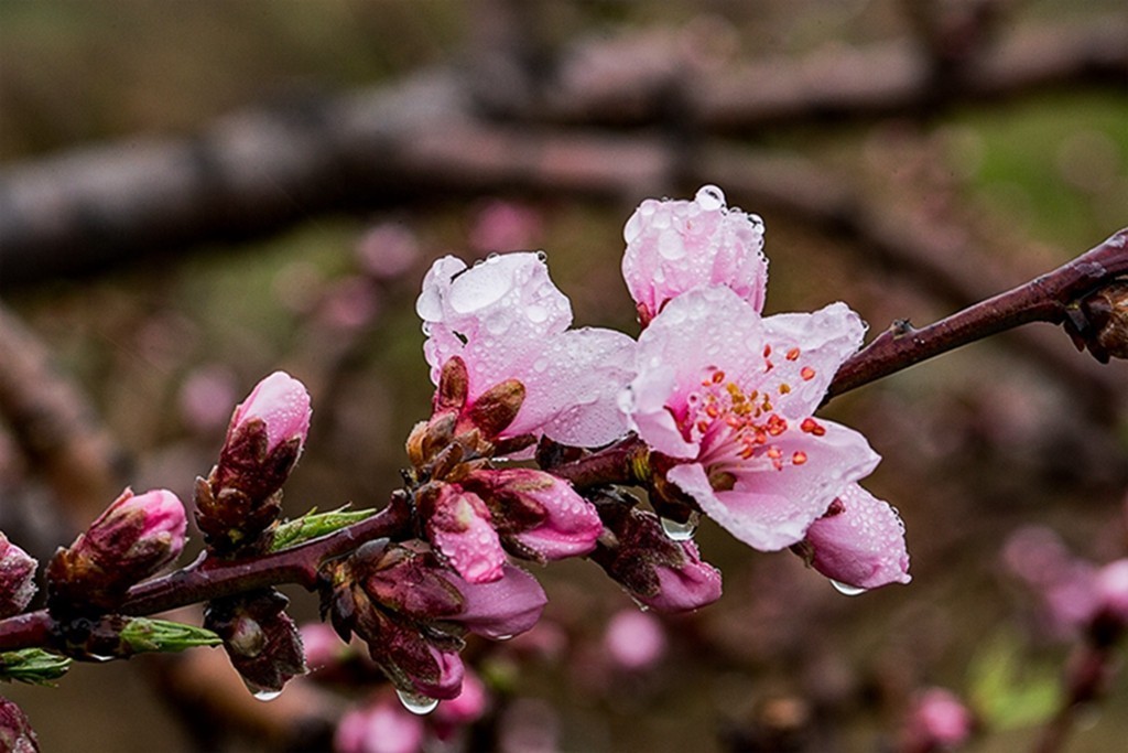 雨中桃花