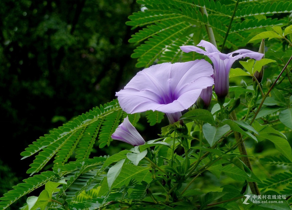 zs7退役专集七（缠绵）